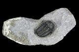 Detailed Gerastos Trilobite Fossil - Morocco #108480-3